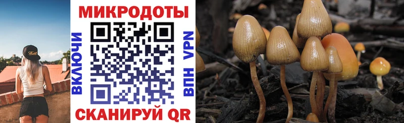 Купить  Воткинск  Галлюциногенные грибы Cubensis 